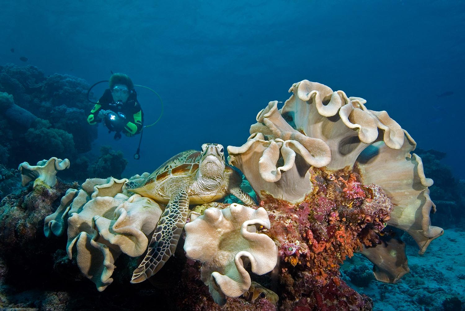 Plongée & snorkeling world-class