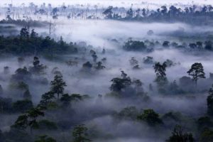 Forêt de Kalimantan