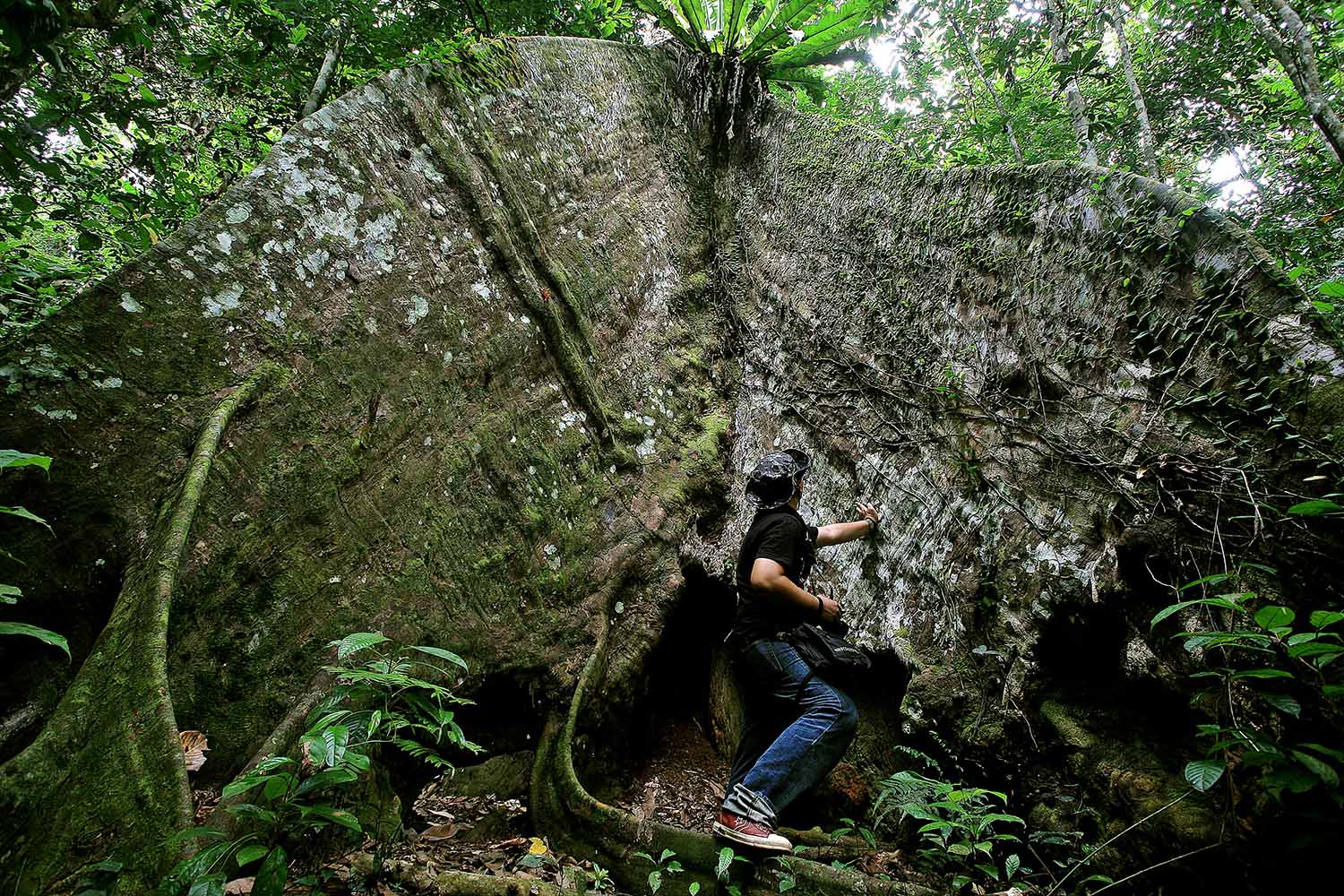 Arbre dans la forêt de Kalimantan