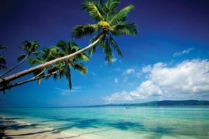 Plage et cocotiers