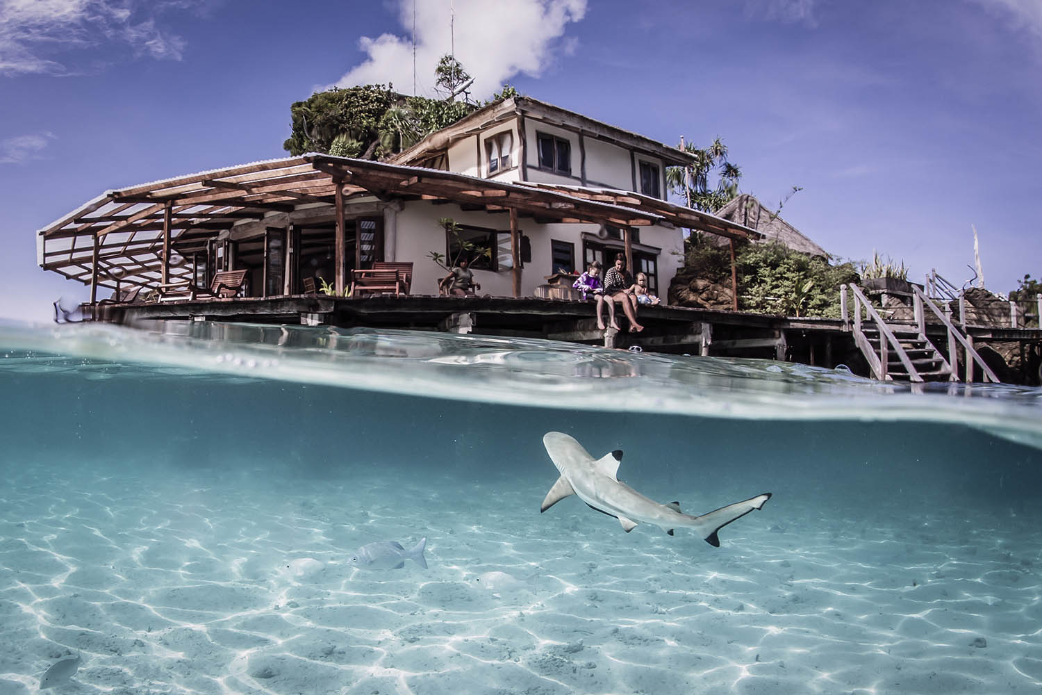 Là où les requins ont recommencé à revenir