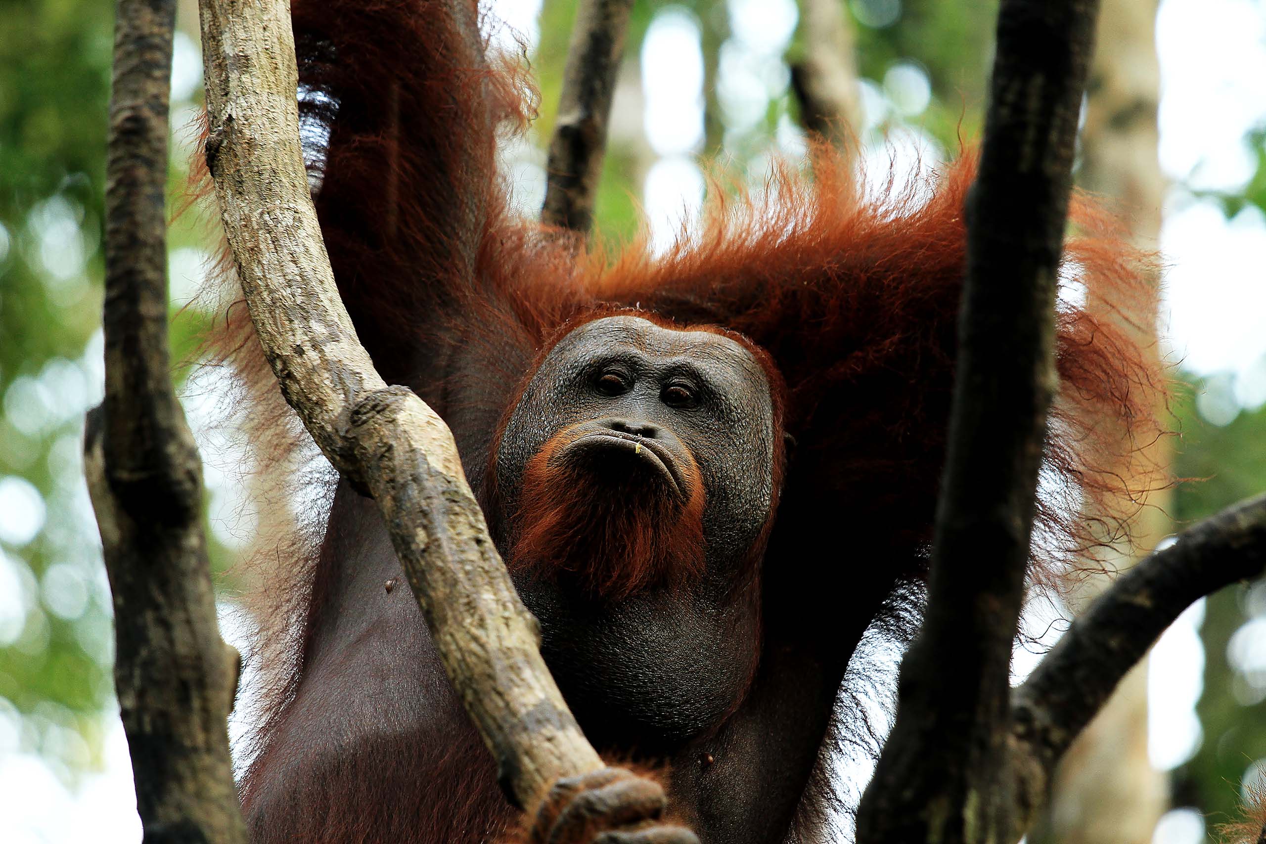 Orangs-outans & faune sauvage - *La rencontre qui change tout*