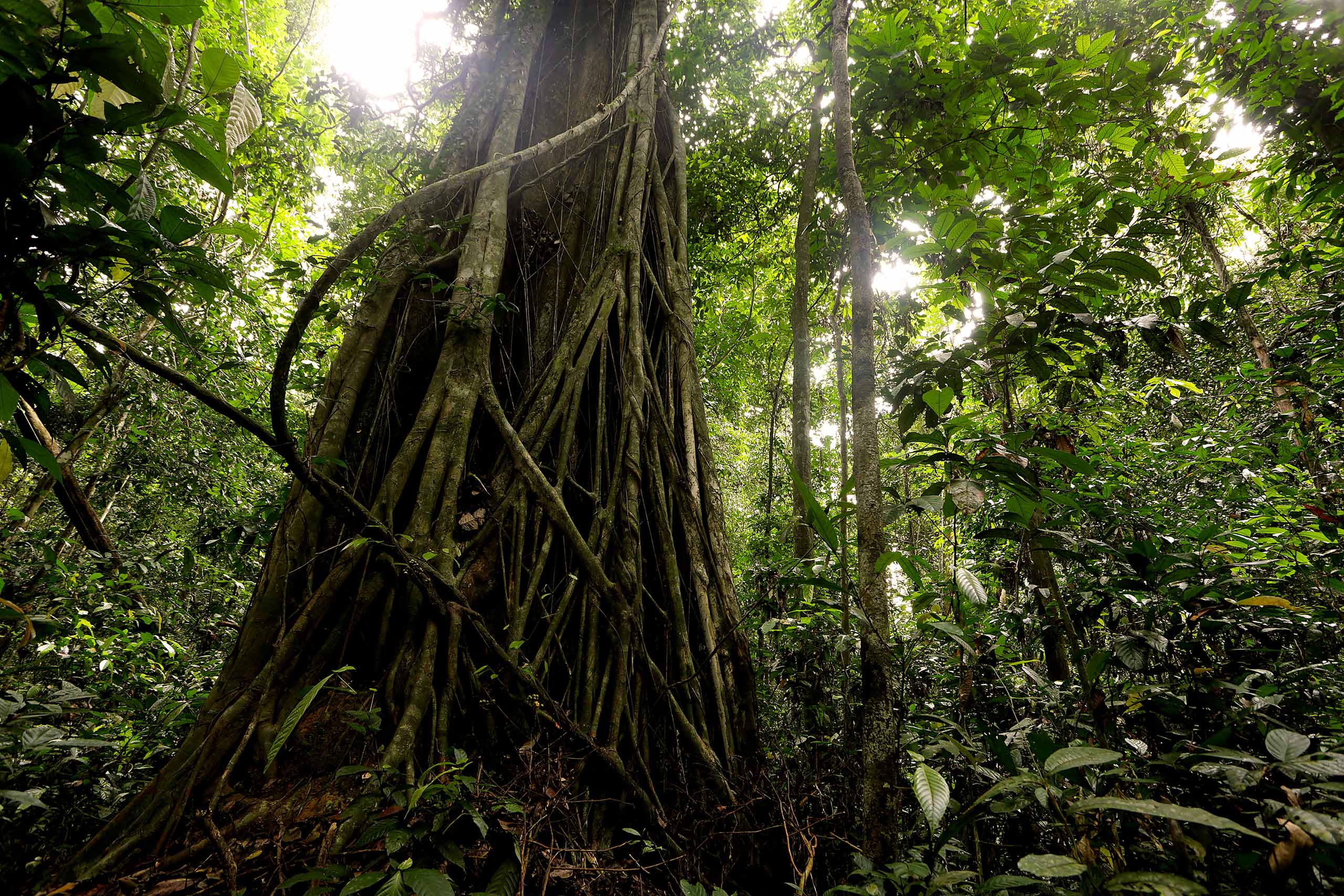 Forêt de Kalimantan