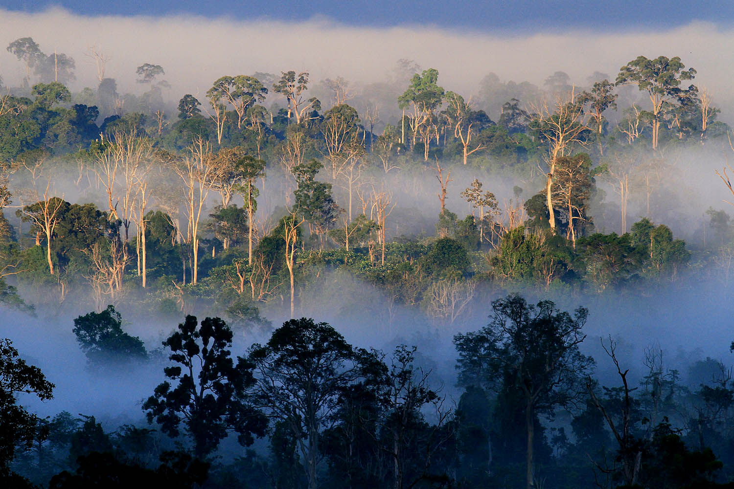 Voyage à Kalimantan