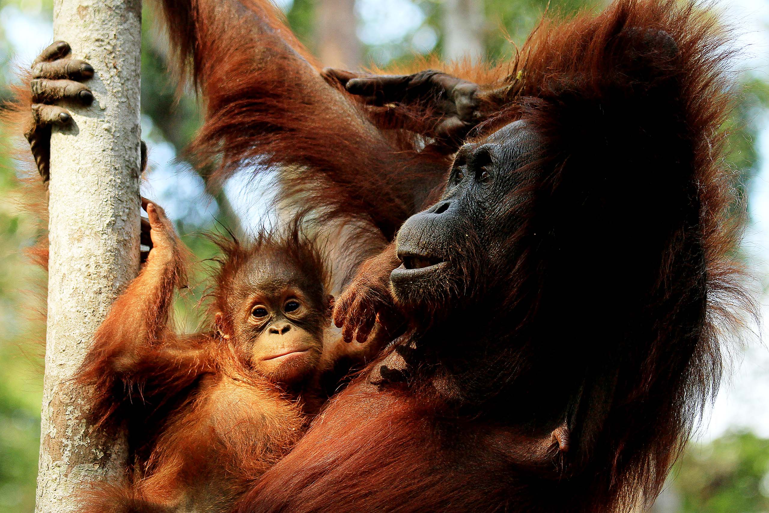 Orang-outans Kalimantan