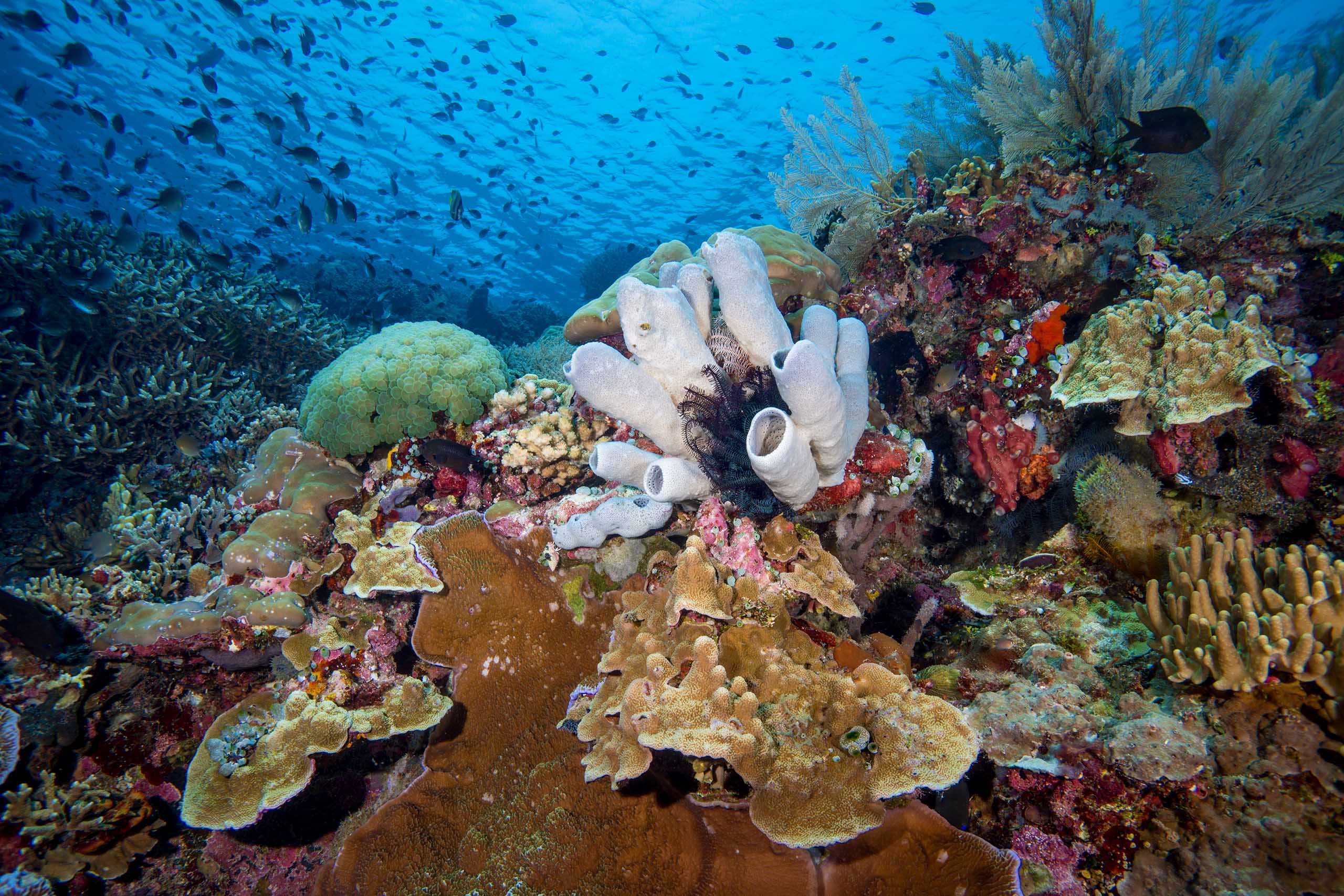 corail à komodo