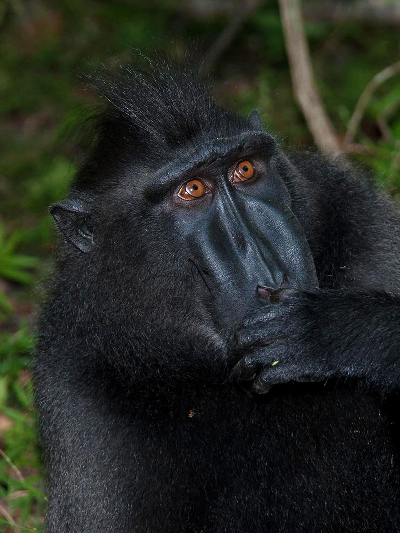 singe sulawesi