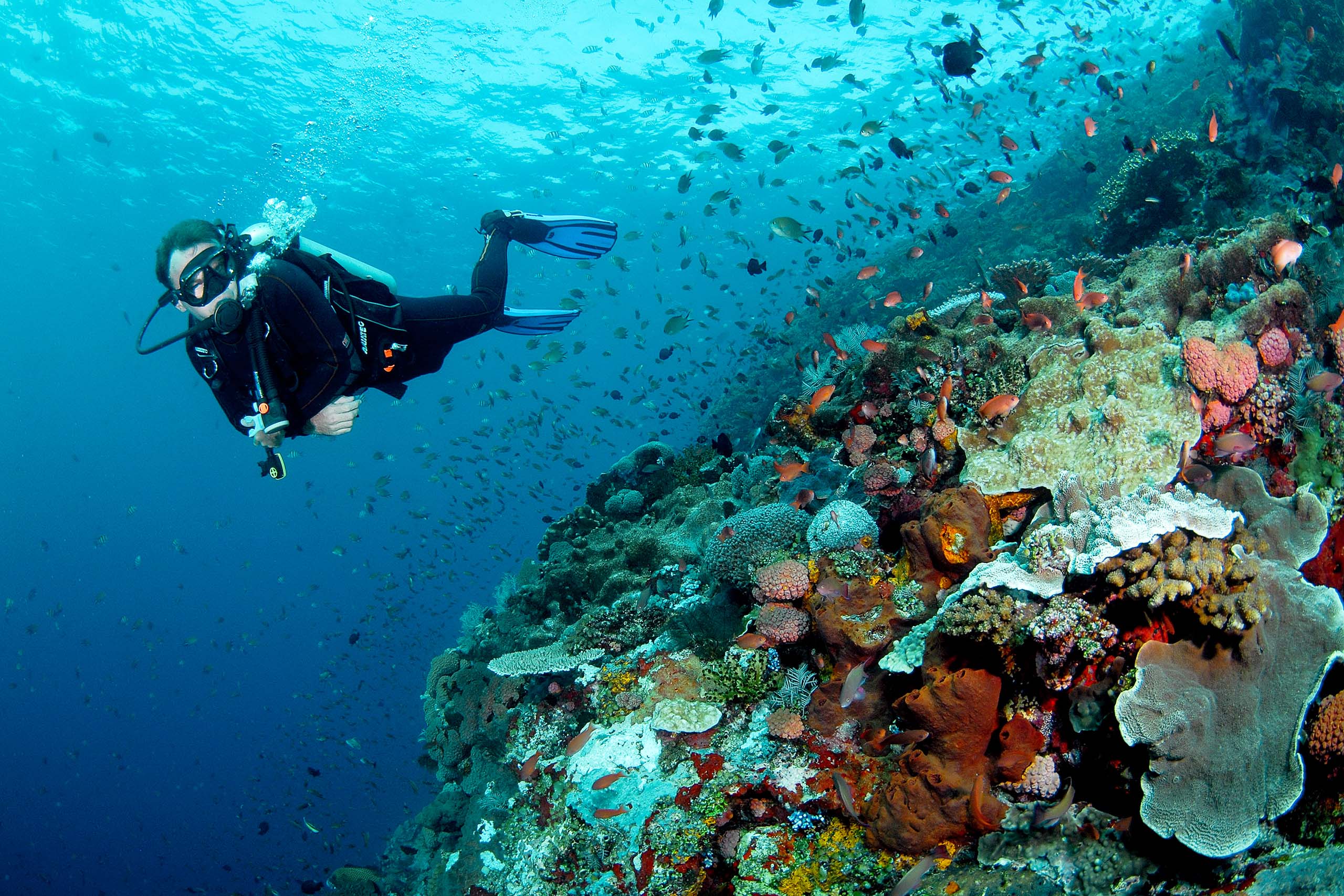 Croisière Plongée Raja Ampat