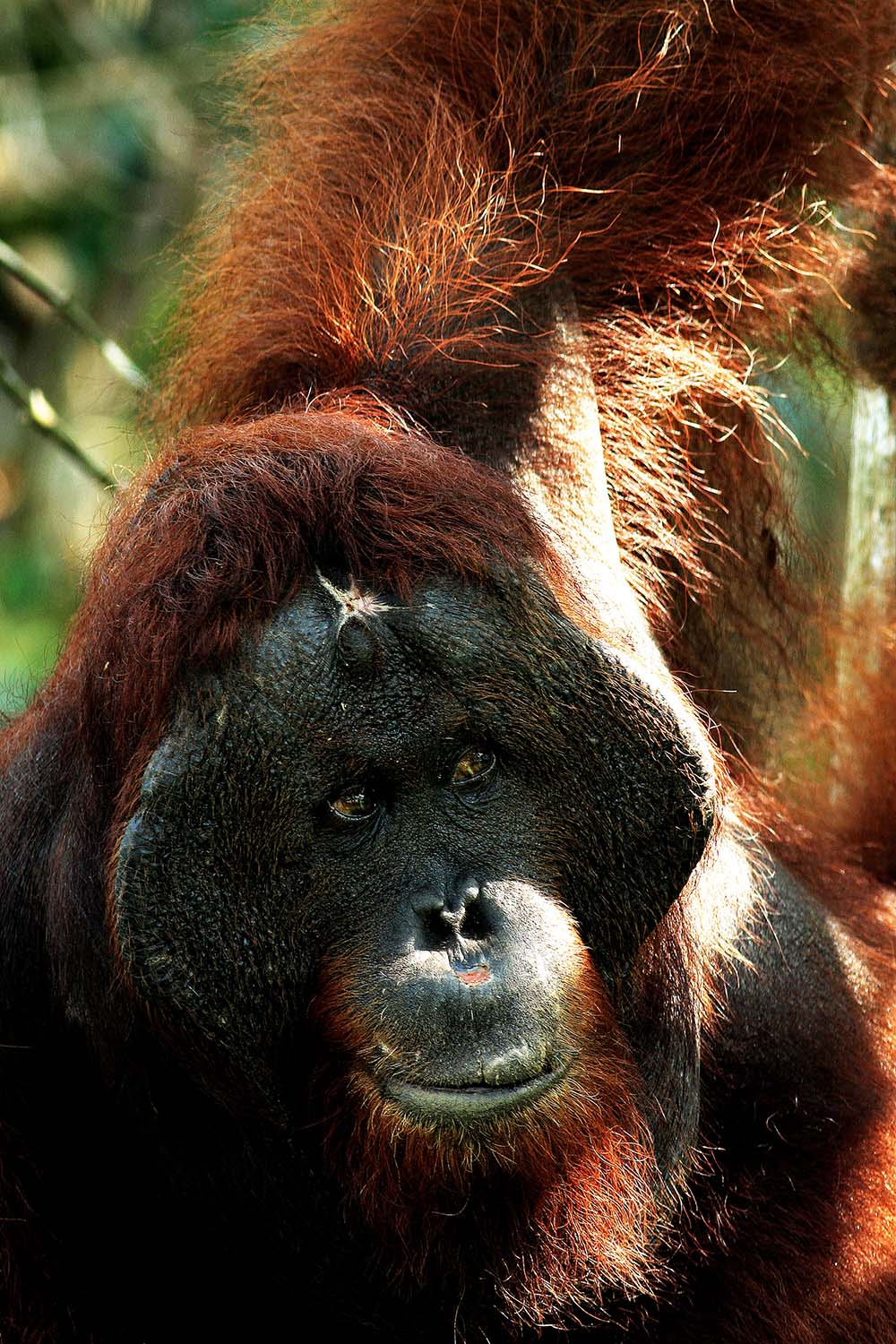 Kalimantan – Voyage Ourang Outans