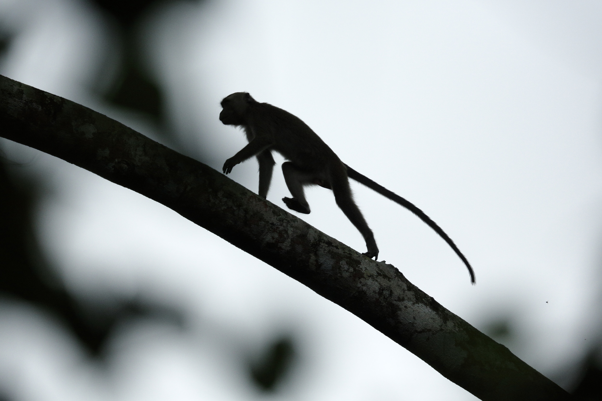 Singe - copyright Jonathan Lhoir