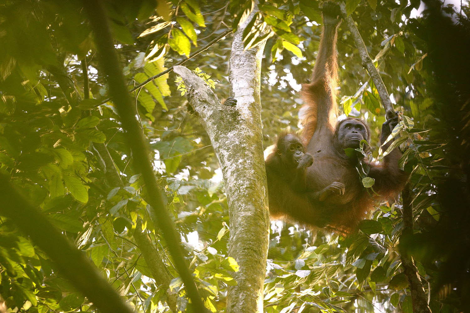 Orang outan de Sumatra - copyright Jonathan Lhoir