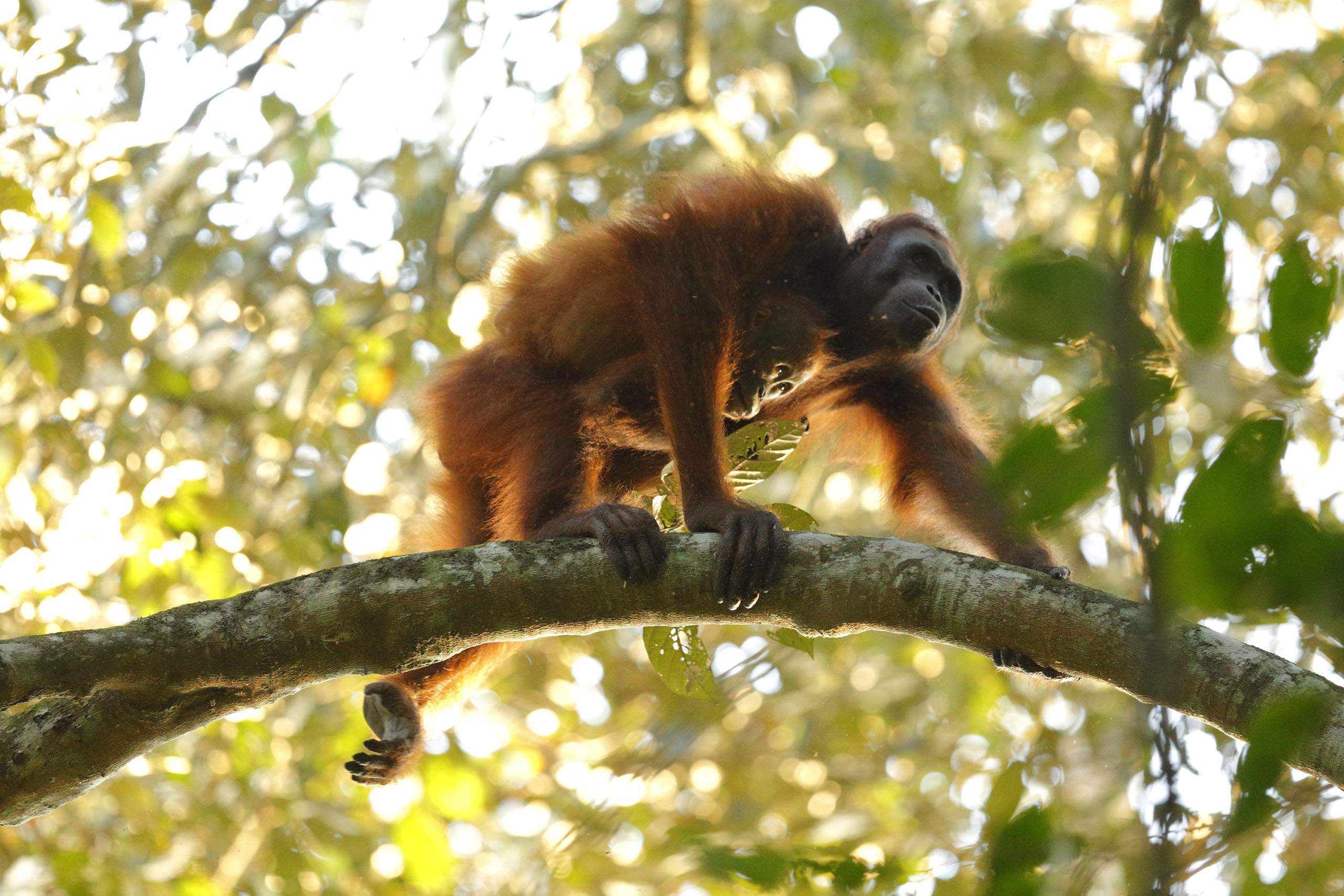 Voyage Photo Orang Outans