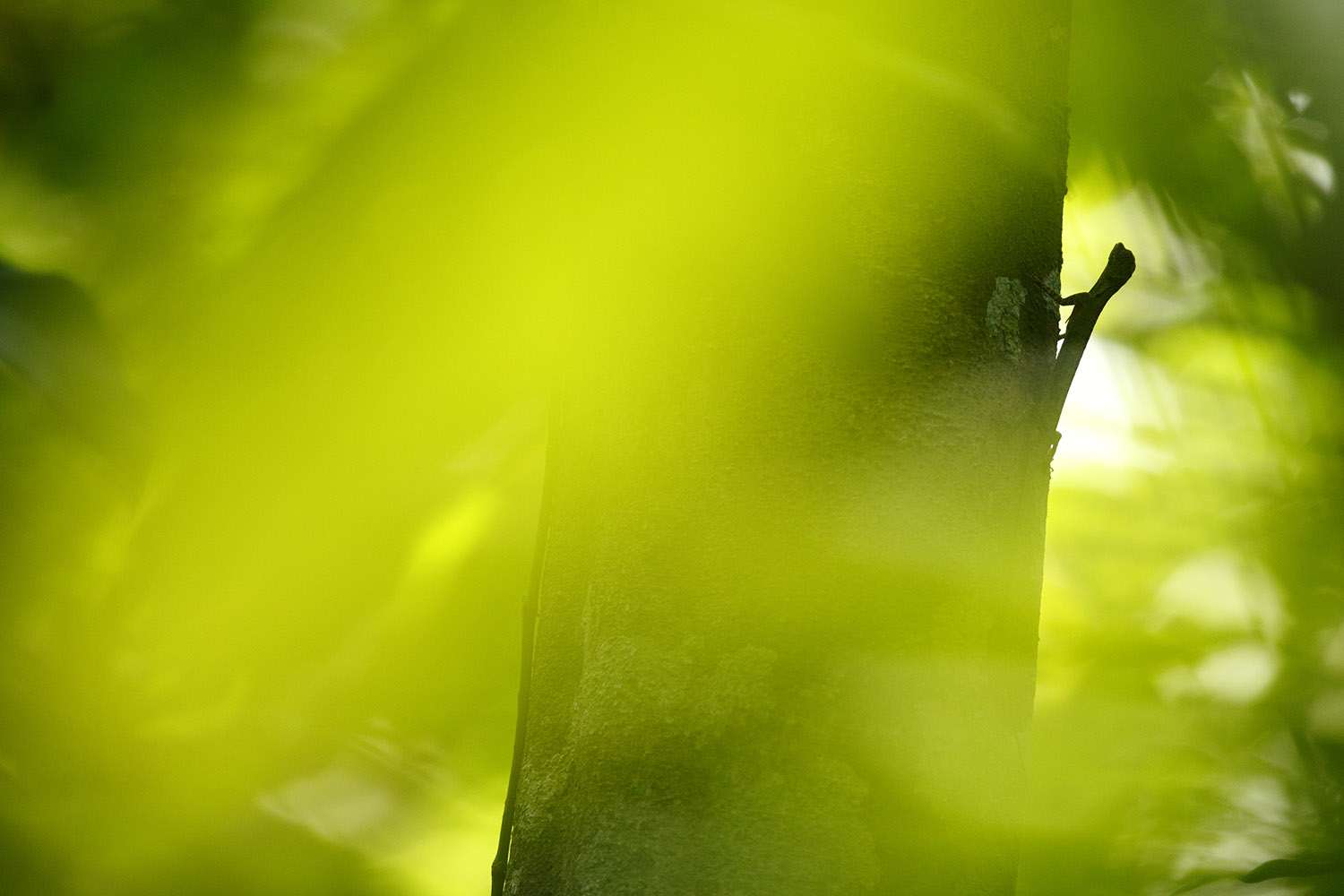 Lézard en forêt - copyright Jonathan Lhoir