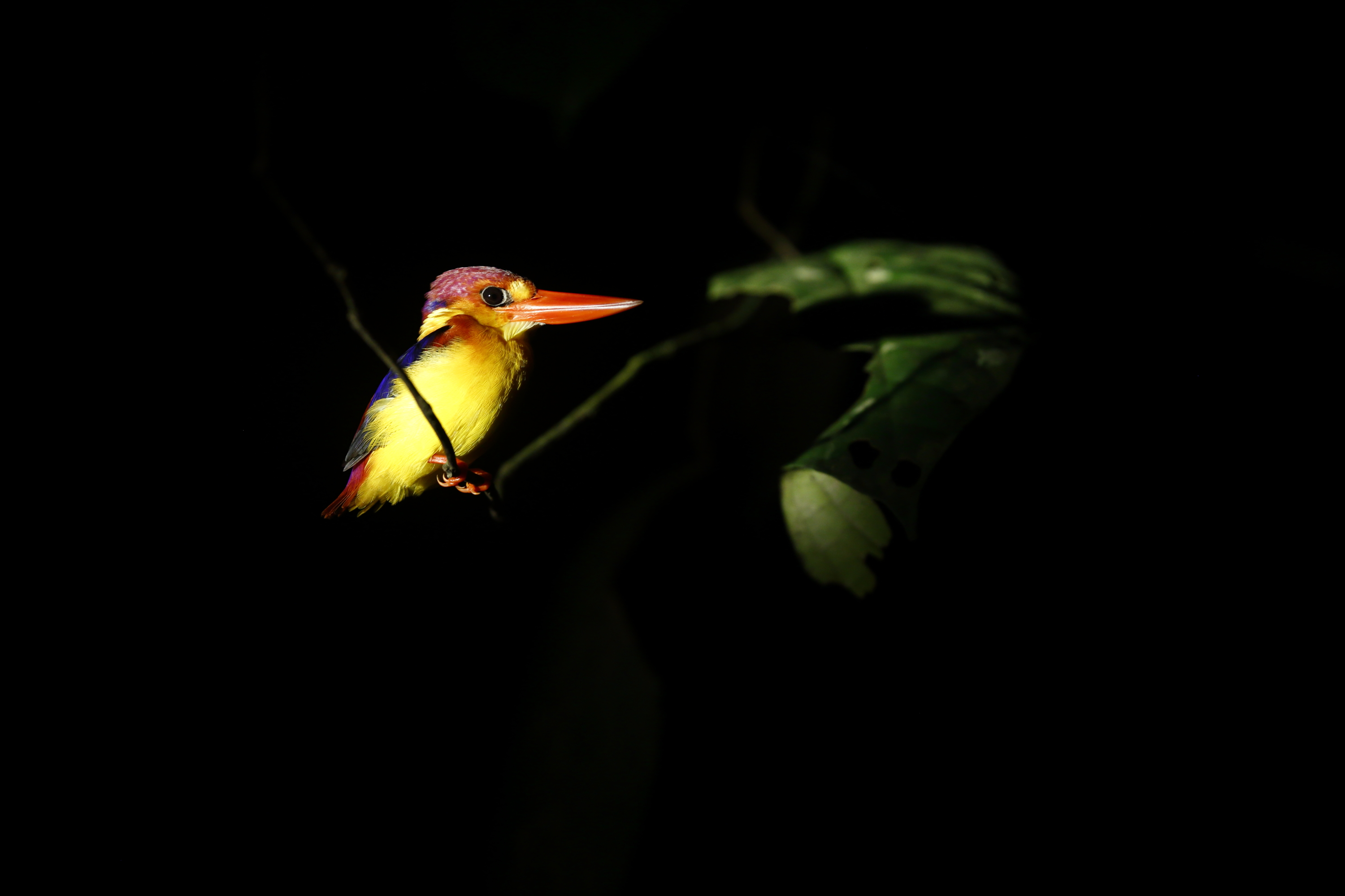Un oiseau dans la nuit
