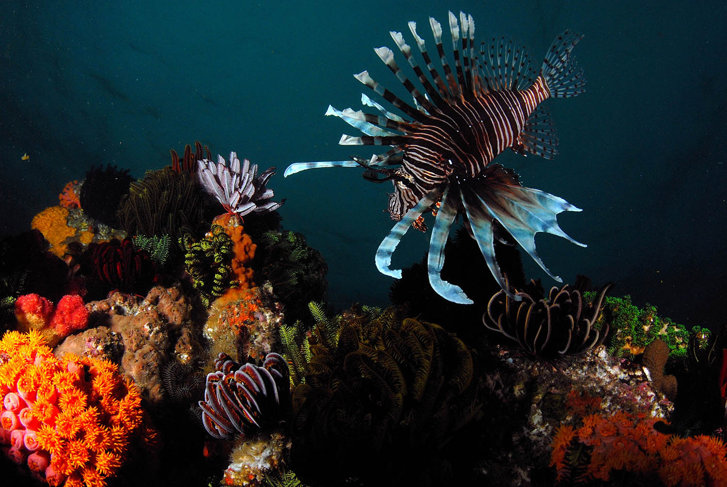 Poisson Lion lors d'une Plongée