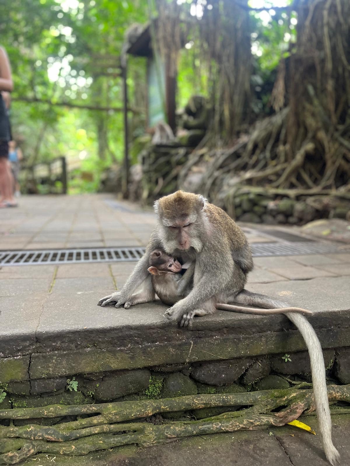 Ubud — *l'éveil culturel au cœur de l'île*