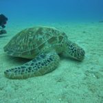 Tortue verte aux Gilis