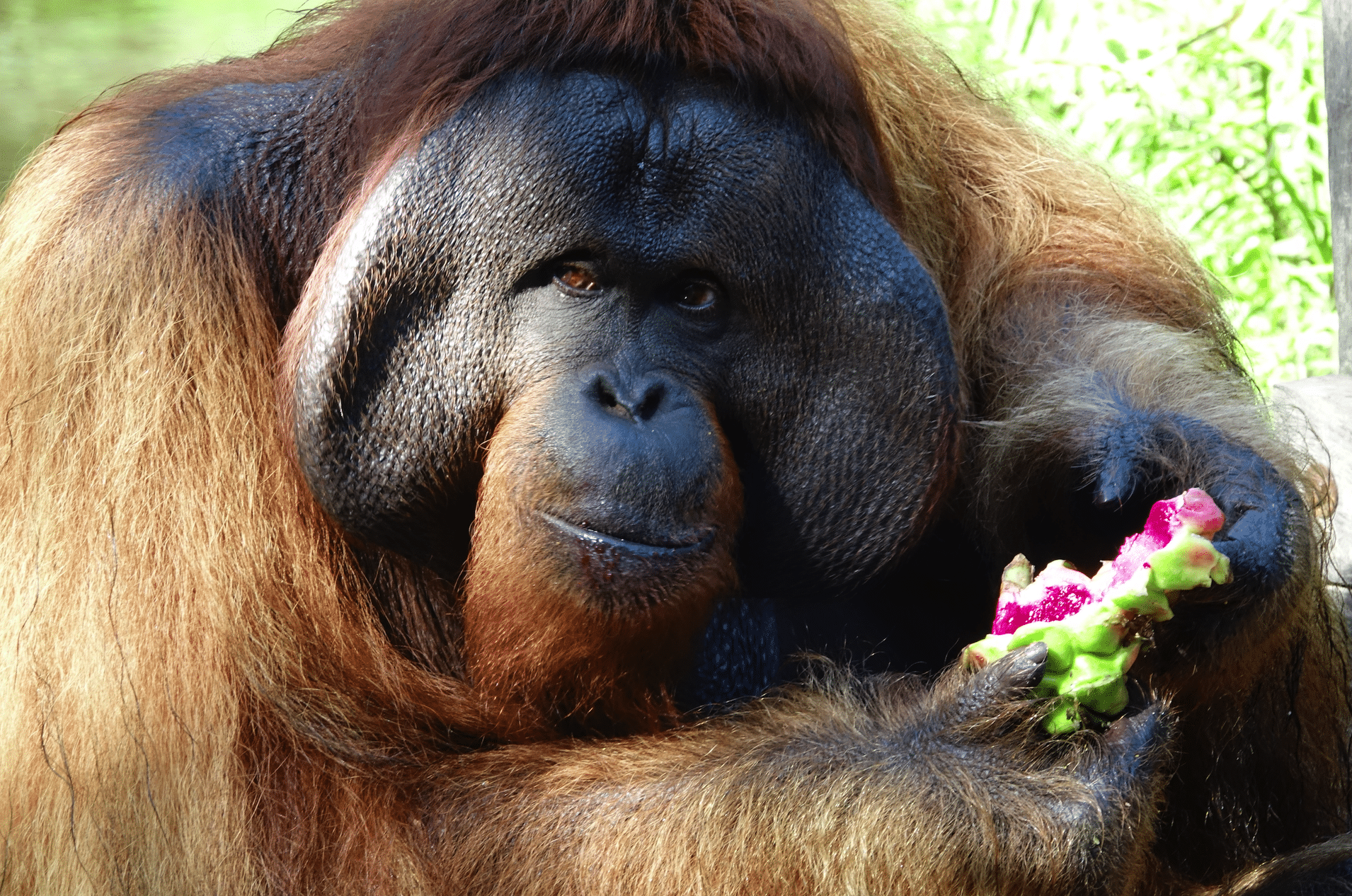 Bornéo Kalimantan — *orangs-outans et forêts primaires*