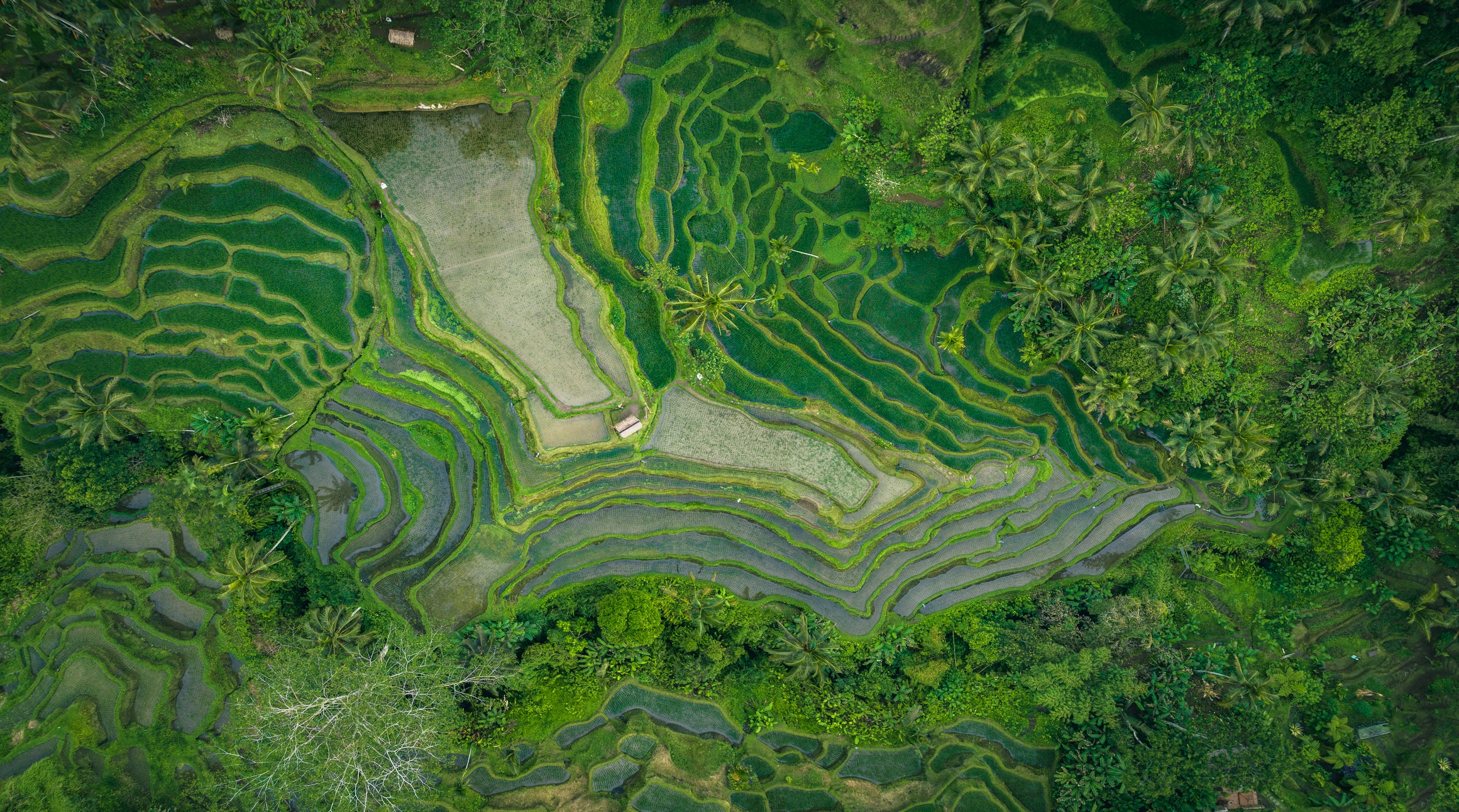 Bali : guide complet 2026 – Que faire et que voir ?